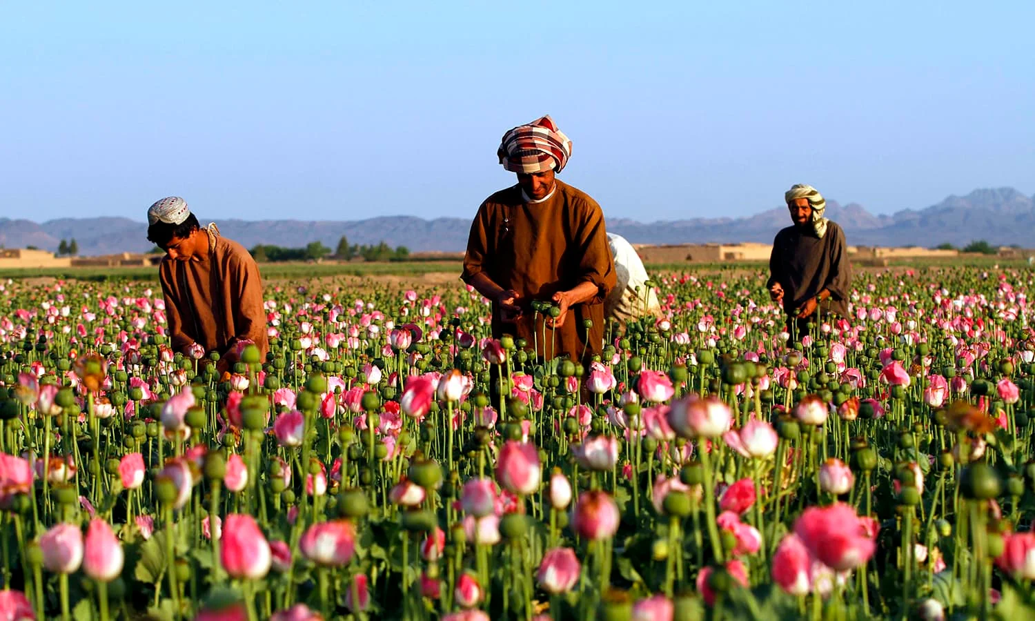 Afghanistan’s Opium Production: A Market Inversion and the Rise of the Synthetic Threat