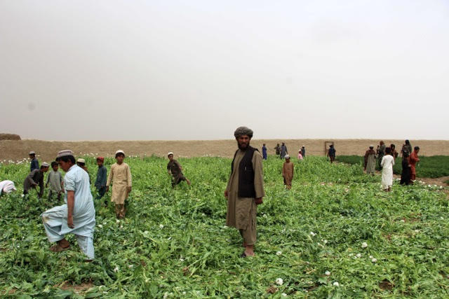 Afghanistan’s Evolving Narco-Economy and the Limits of Prohibition